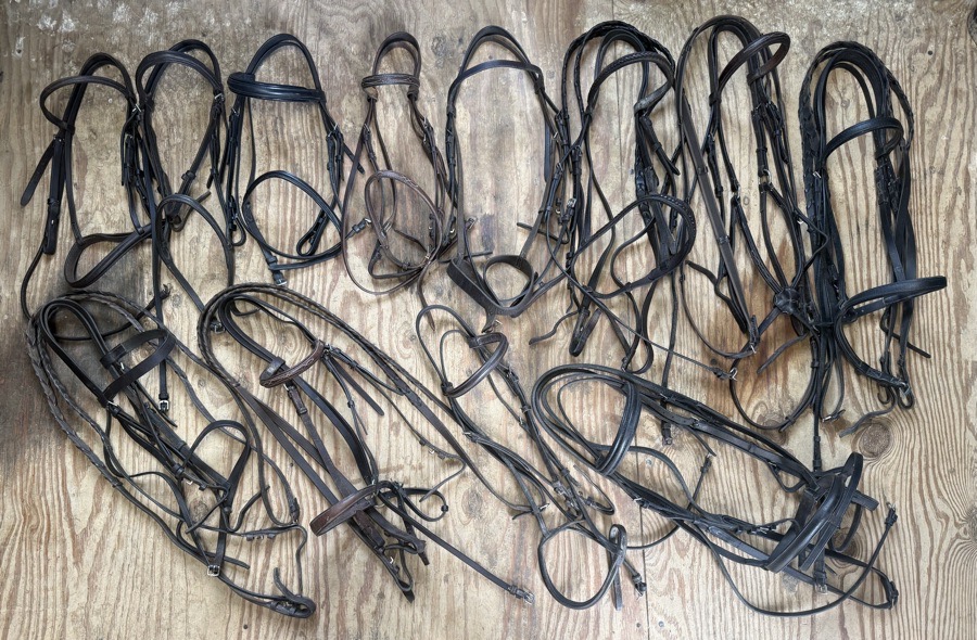 lot of schooling bridles