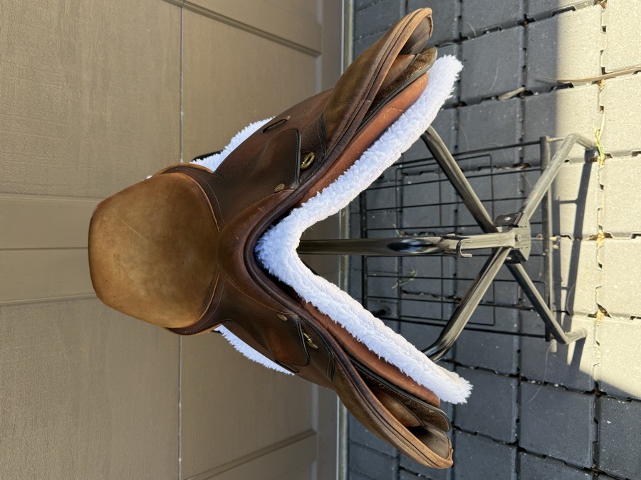 COLLEGIATE | 16.5" | 5" Tree Size