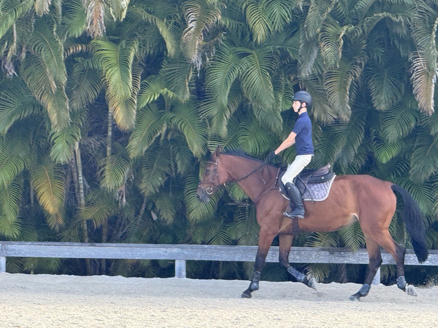 Horse