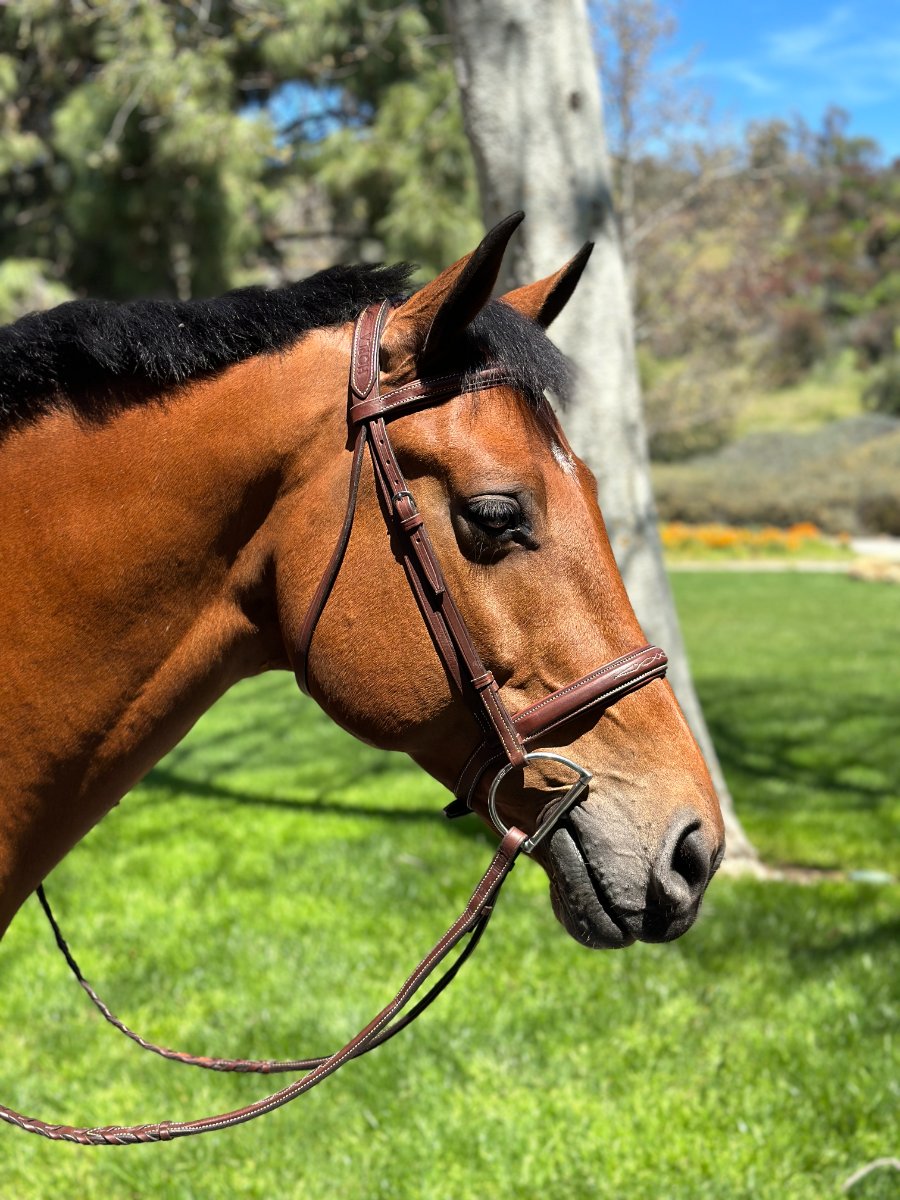 HOPLA Sellerie Hunter Bridle With Fancy Stitching