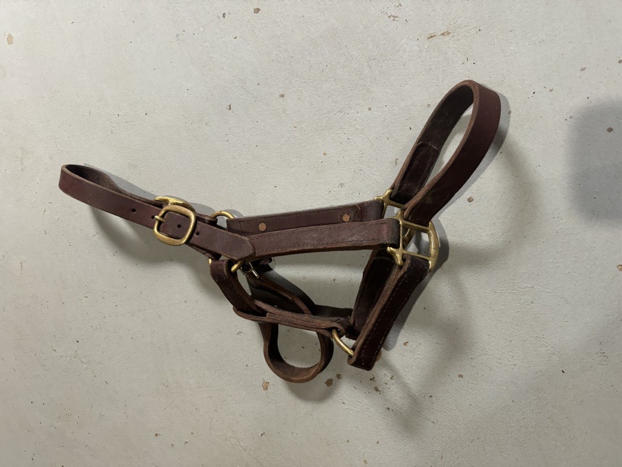 Quillin custom leather halter 
