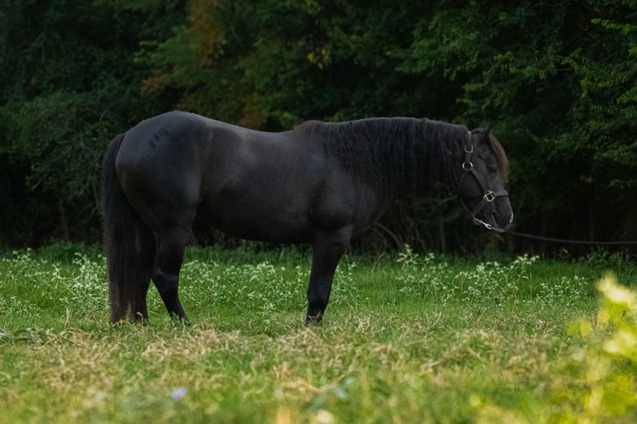 LL RUN FOR DINERO - IQPA STALLION