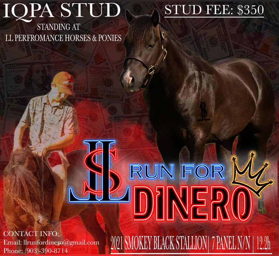 LL RUN FOR DINERO - IQPA STALLION