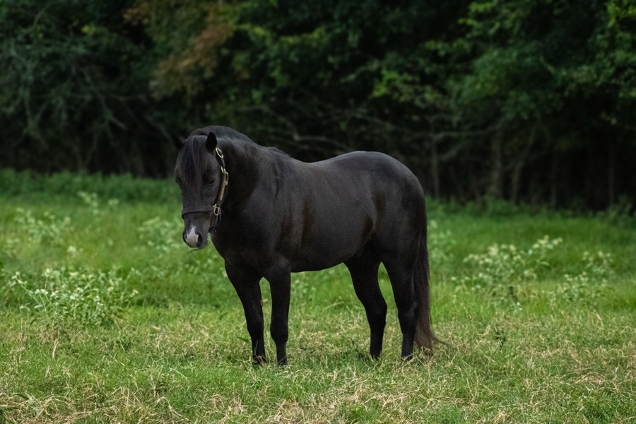 LL RUN FOR DINERO - IQPA STALLION