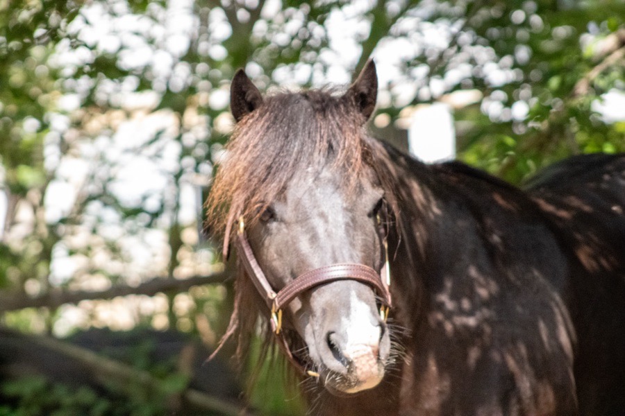LL RUN FOR DINERO - IQPA STALLION