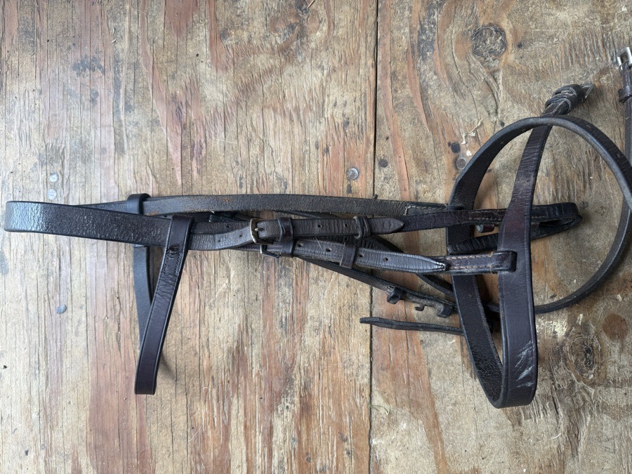 cob sized hunt bridle