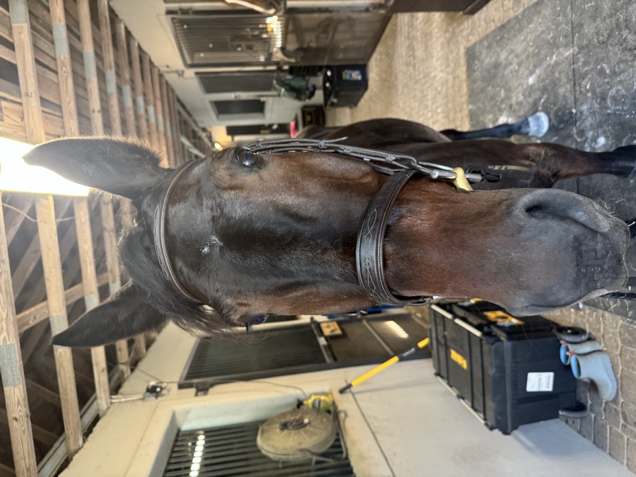 OVATION Bridle Horse (reins included)