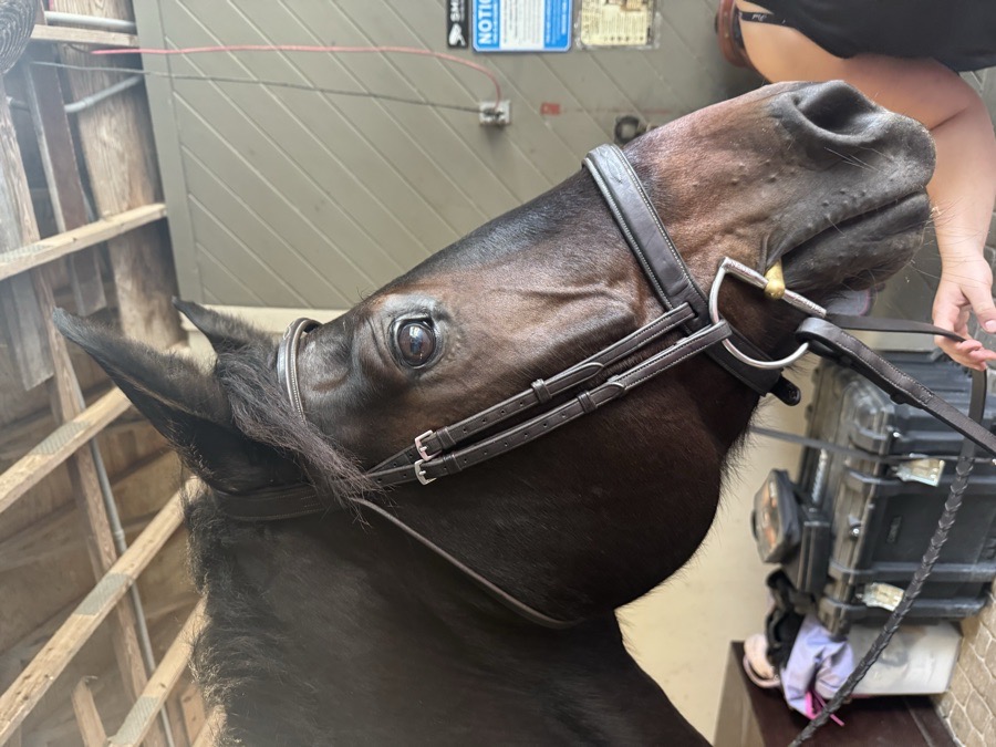 OVATION Bridle Horse (reins included)