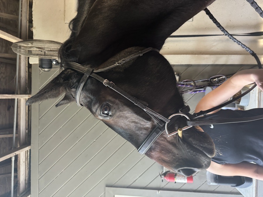 OVATION Bridle Horse (reins included)
