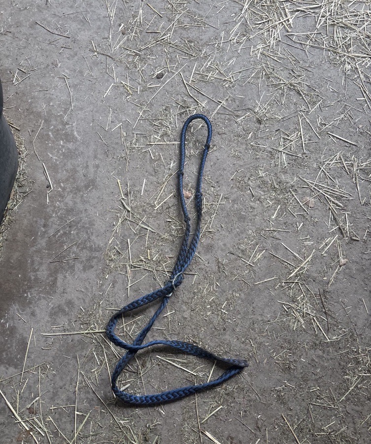 Blue reins