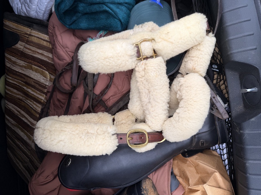 WALSH Halter/Rope Horse
