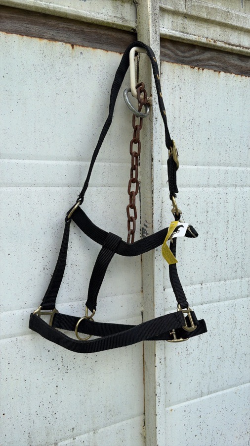 SHOWMAN Halter/Rope Horse