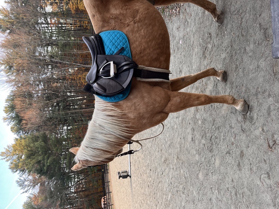 Henri de Rivel close contact saddle
