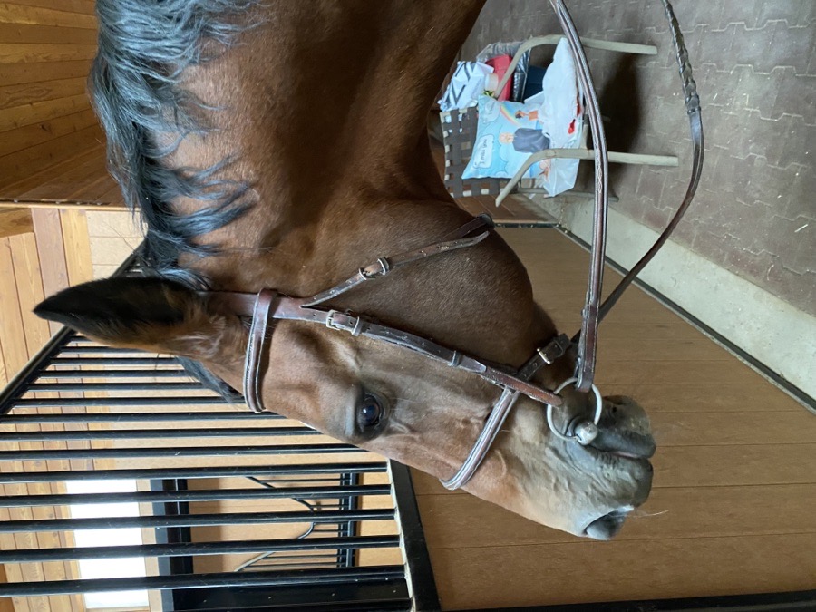 Edgewood fancy stitch  bridle 