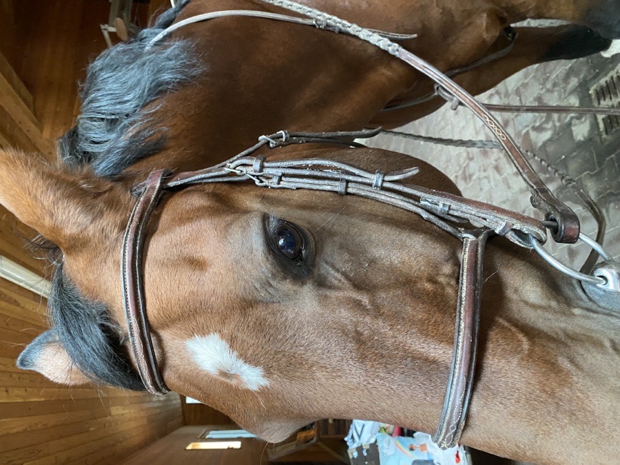 Edgewood fancy stitch  bridle 