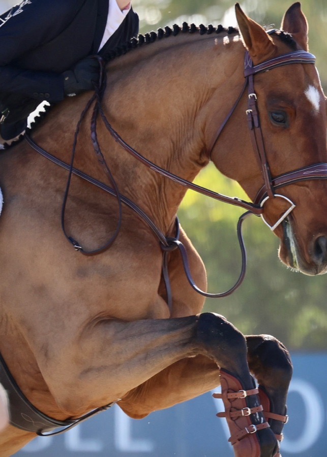 Huntley fancy standing Martingale Horse