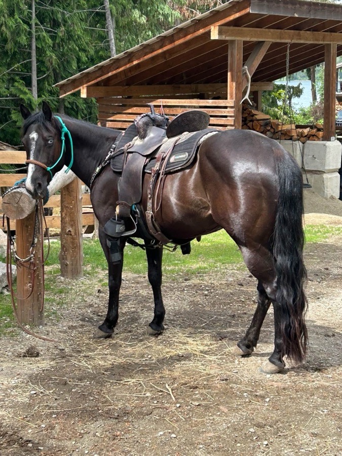 1D/2D barrel/pole horse!