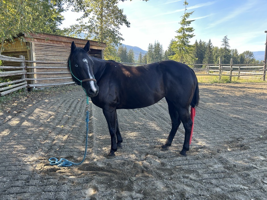 1D/2D barrel/pole horse!