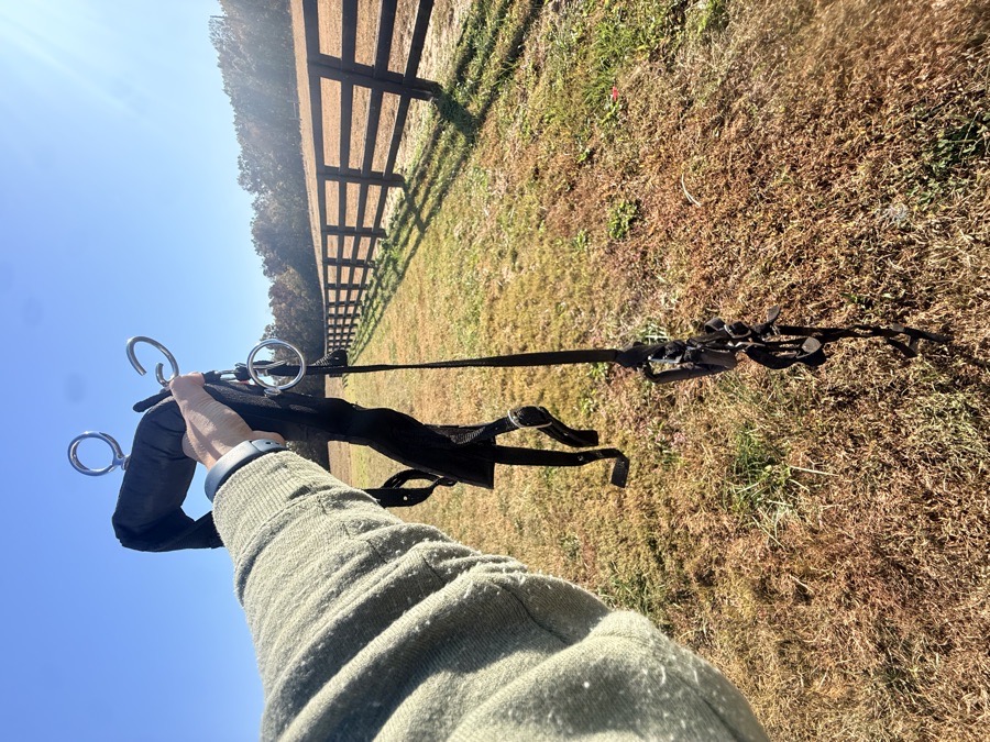 TOUGH 1 mini driving harness and bridle