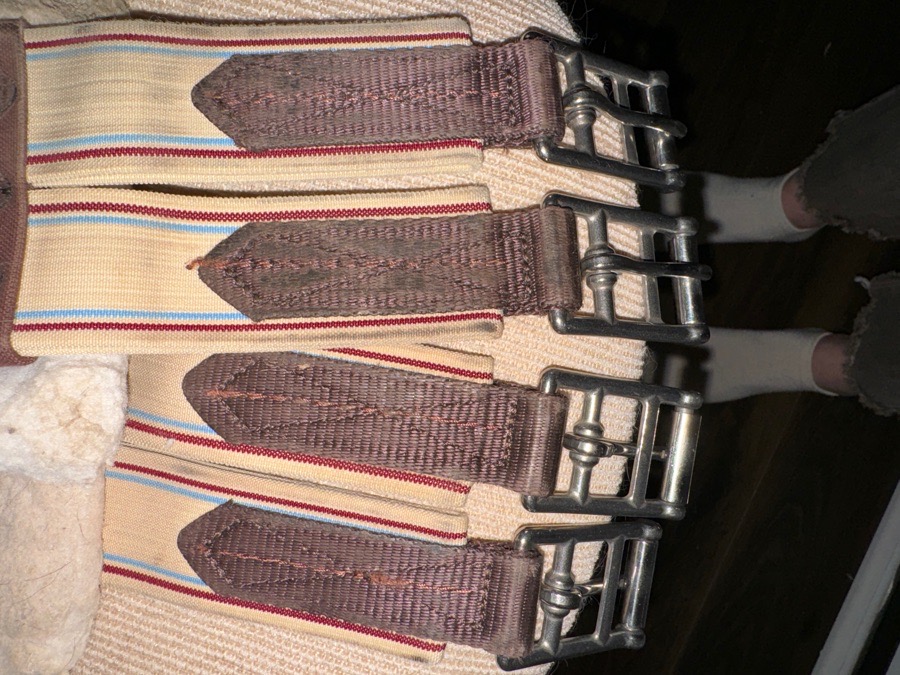 50” Lettia collection schooling girth