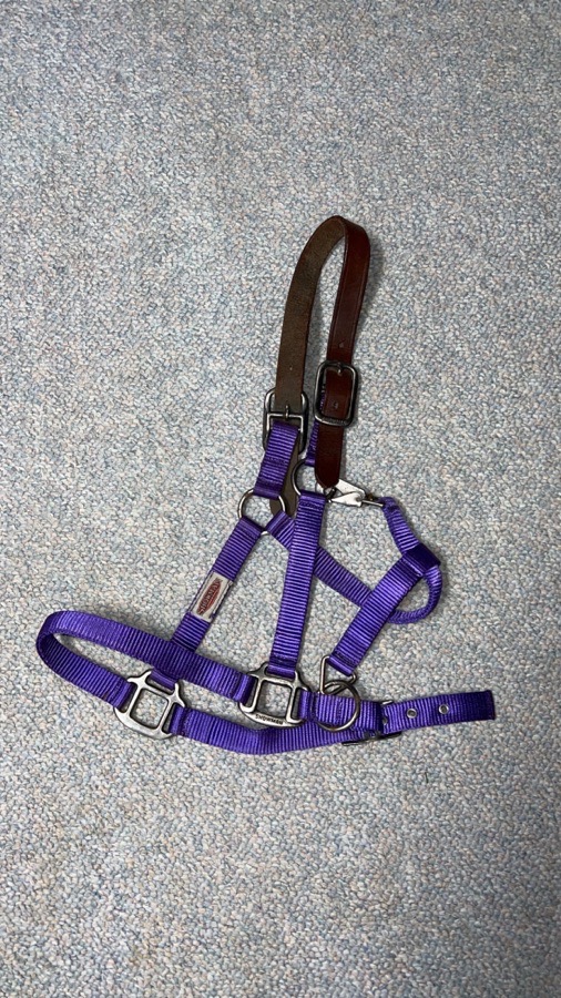 Purple Breakway Halter