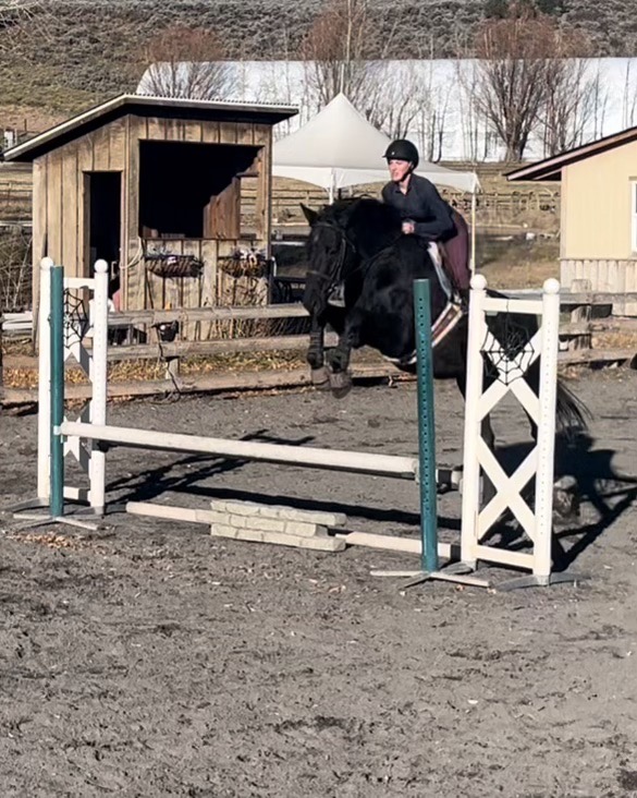 Diarano “Dino” 16.2 WB for lease