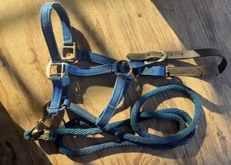 cob halter and leadrope