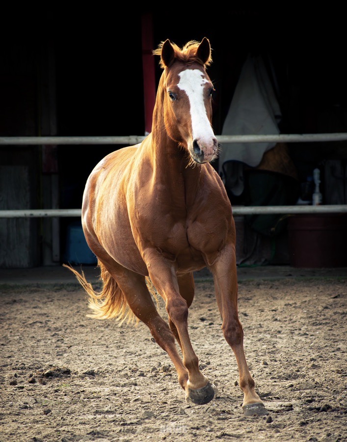 Nova
