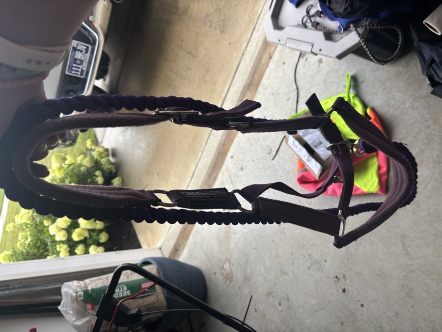 EQUILIBRIUM purple stellar Halter