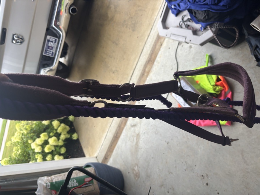 EQUILIBRIUM purple stellar Halter