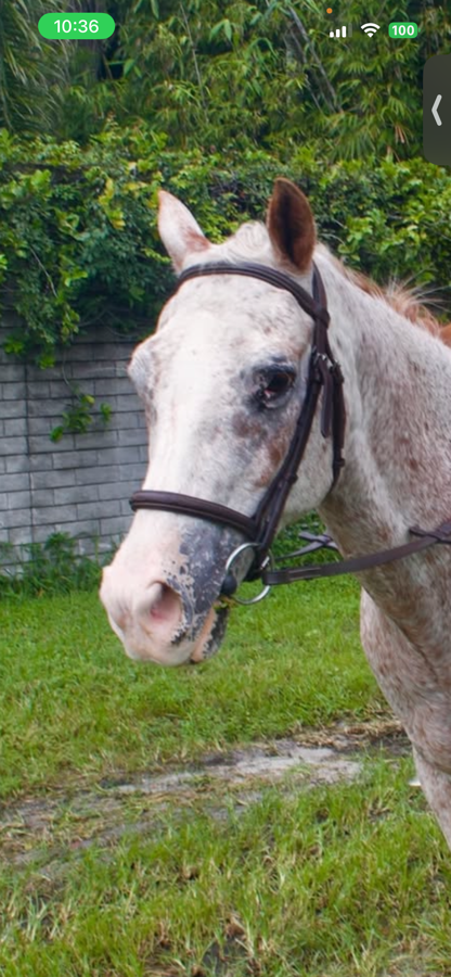 Equinavia Cob Saga Fancy Stitched Hunter Bridle & Reins - Chocolate Brown