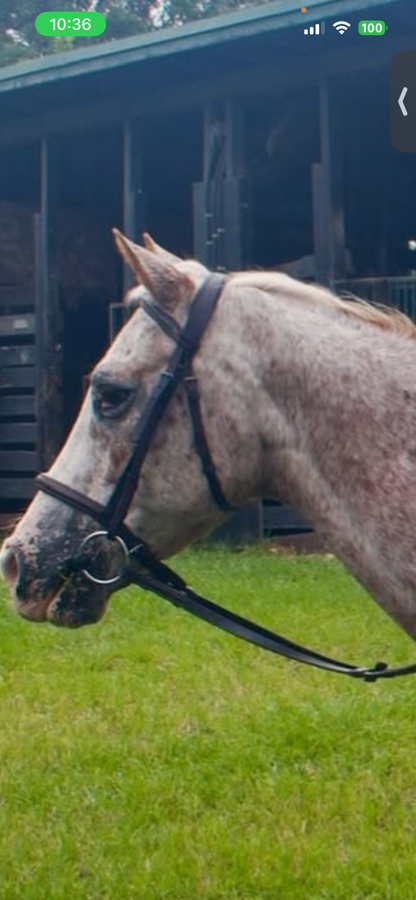 Equinavia Cob Saga Fancy Stitched Hunter Bridle & Reins - Chocolate Brown