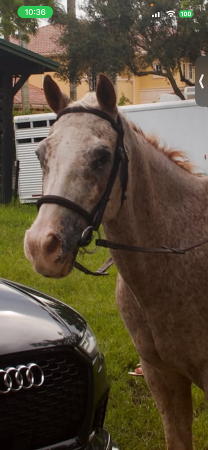 Equinavia Cob Saga Fancy Stitched Hunter Bridle & Reins - Chocolate Brown