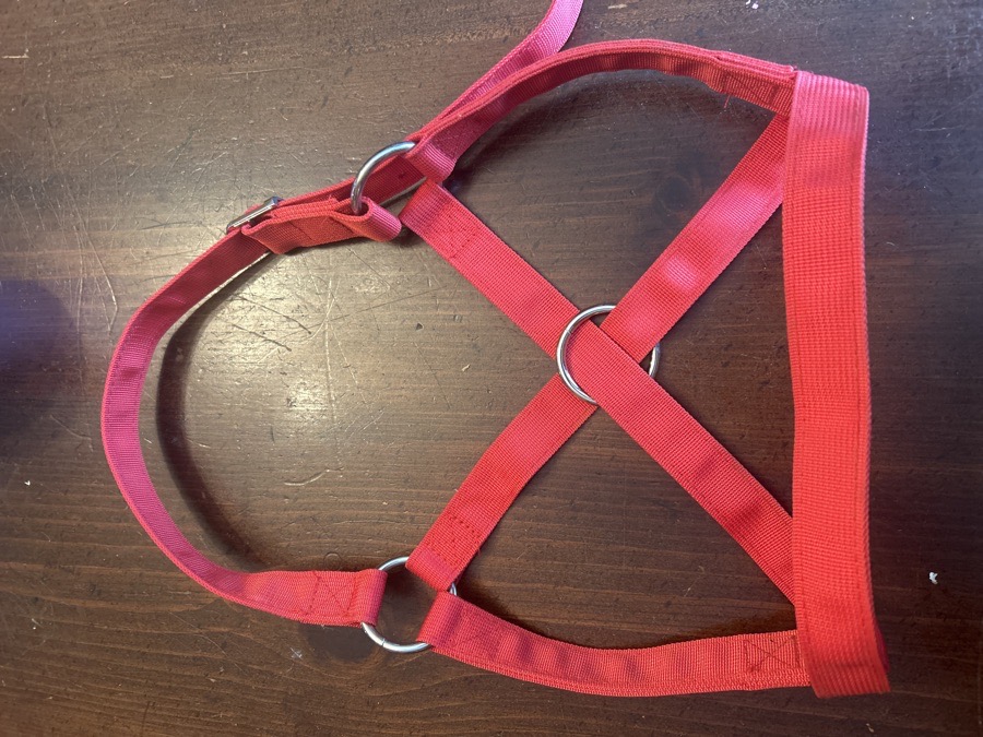 Red nylon cow halter