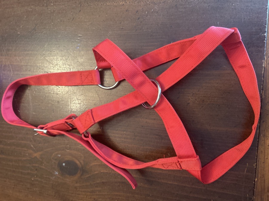 Red nylon cow halter
