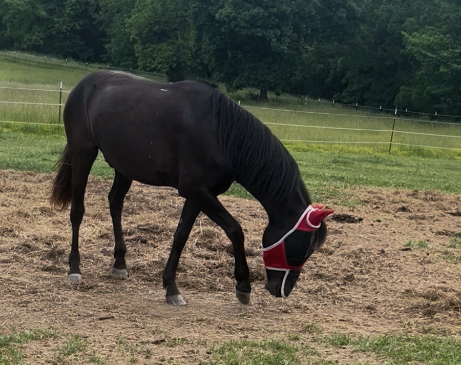 Fly mask - hardly used