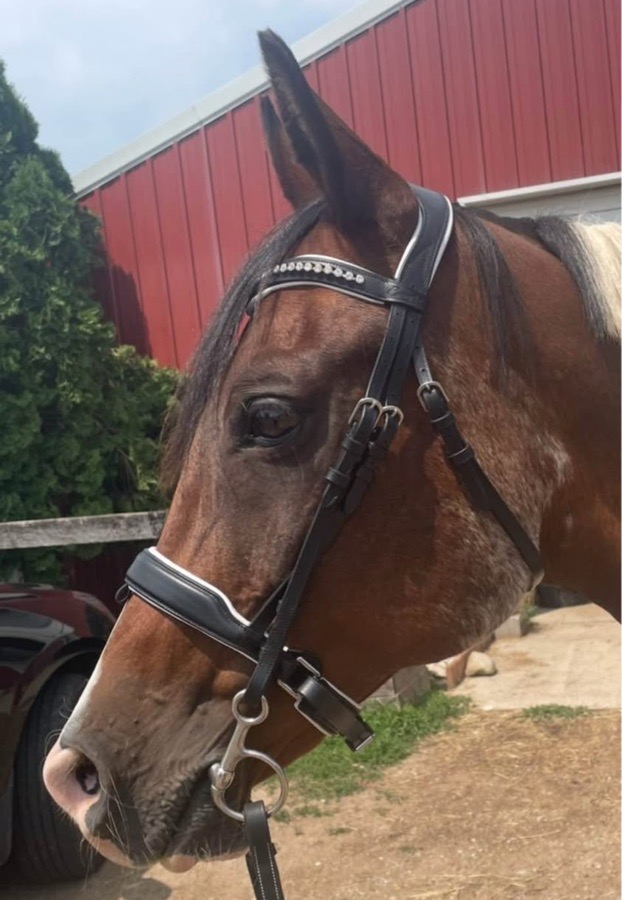 Exionpro dressage bridle