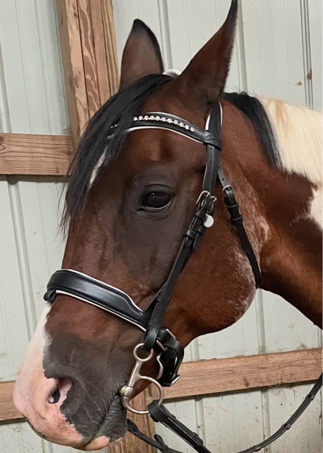 Exionpro dressage bridle