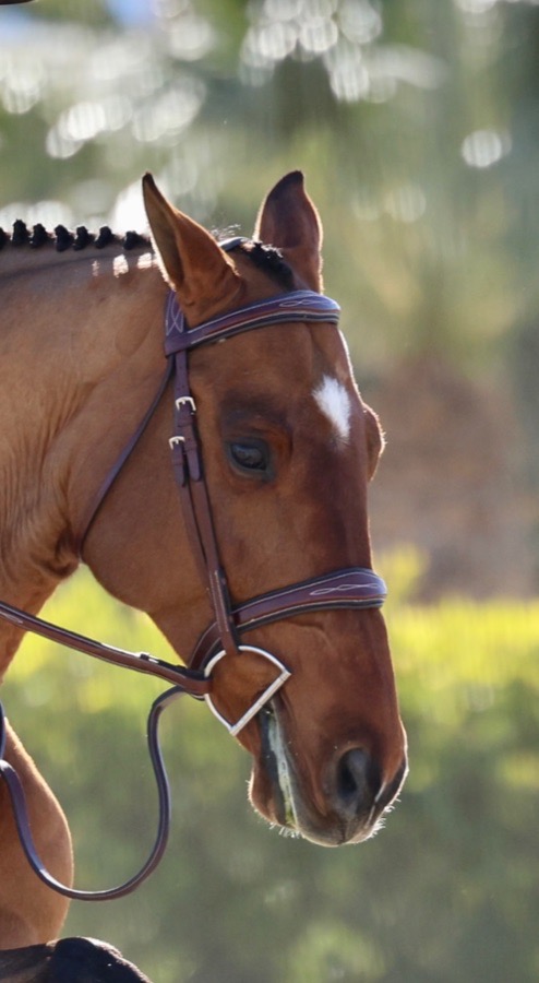 KL ITALIA fancy hunter Bridle Hampton Cob