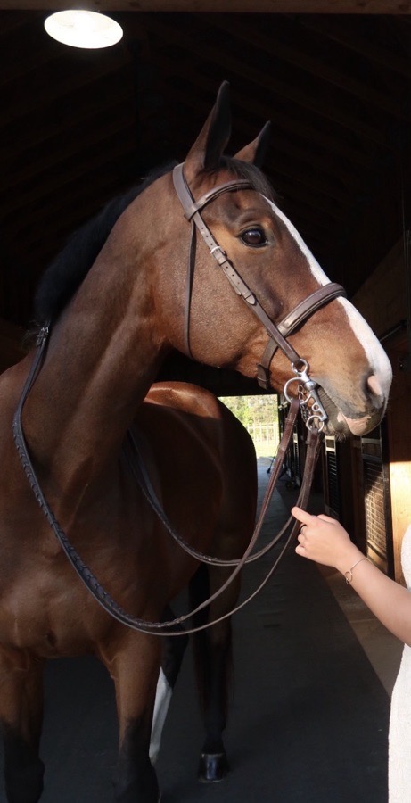 EDGEWOOD Bridle Extra Large with reins and a curb reins