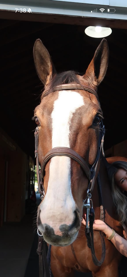 EDGEWOOD Bridle Extra Large with reins and a curb reins