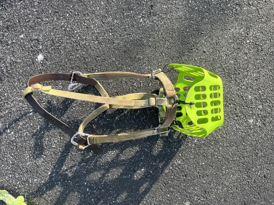 GreenGuard Cob halter and grazing muzzle. Lime green breakaway