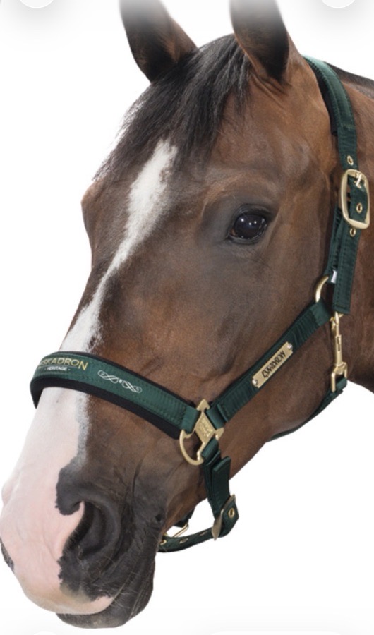 ESKADRON Halter/Rope Horse