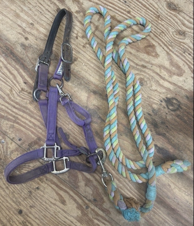 purple halter and leadrope