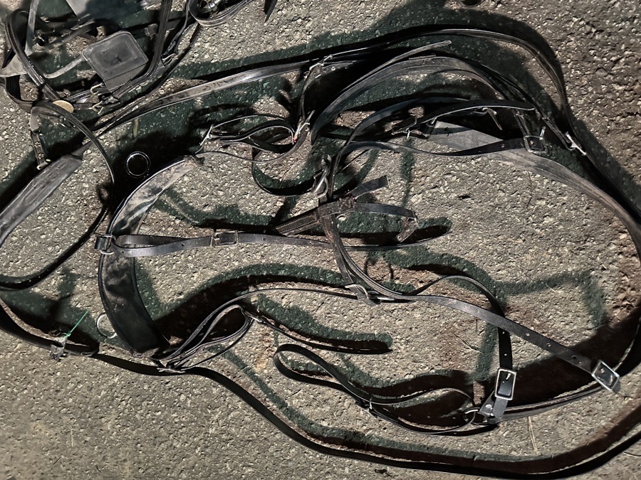 Leather & Biothane Mini Horse Harness