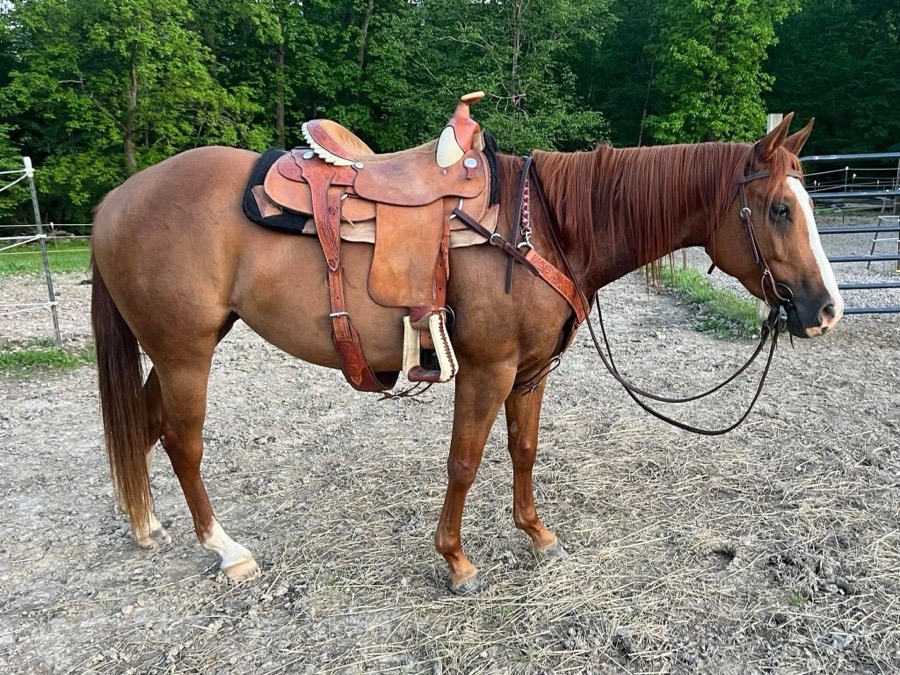 Billy Cook Roper Saddle