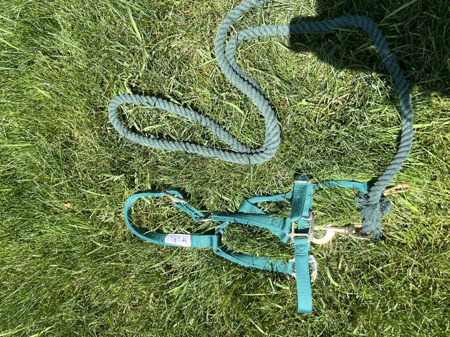 Weaver green halter and lead rope