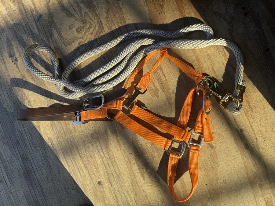 cob halter and leadrope