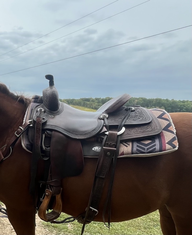 15.5 Laredo ranch cutter