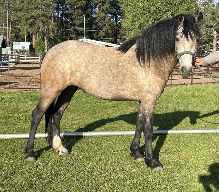 2023 Connemara Mare